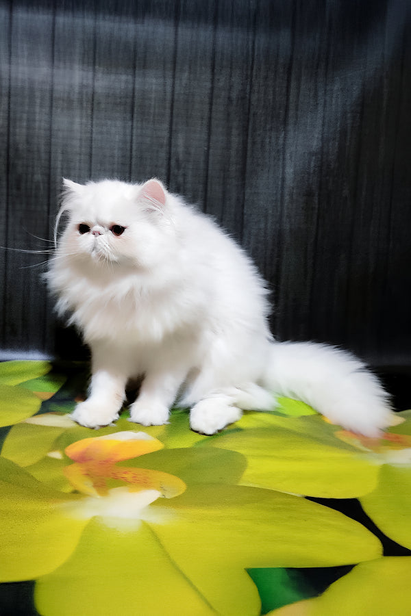 Kralya | Persian Kitten