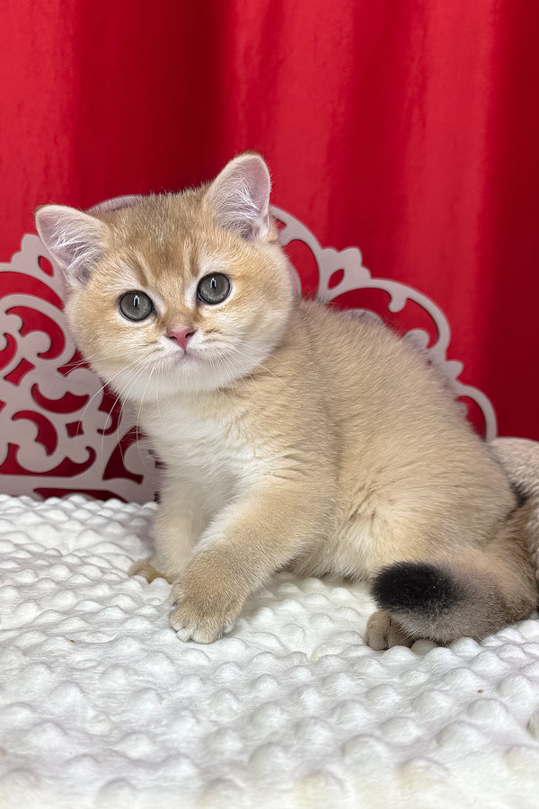 Kristian | British Shorthair Kitten