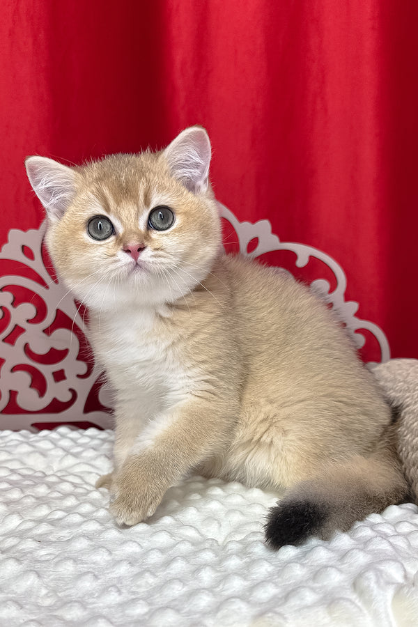 Kristian | British Shorthair Kitten