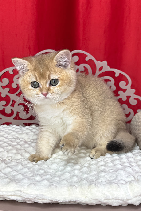 Kristian | British Shorthair Kitten