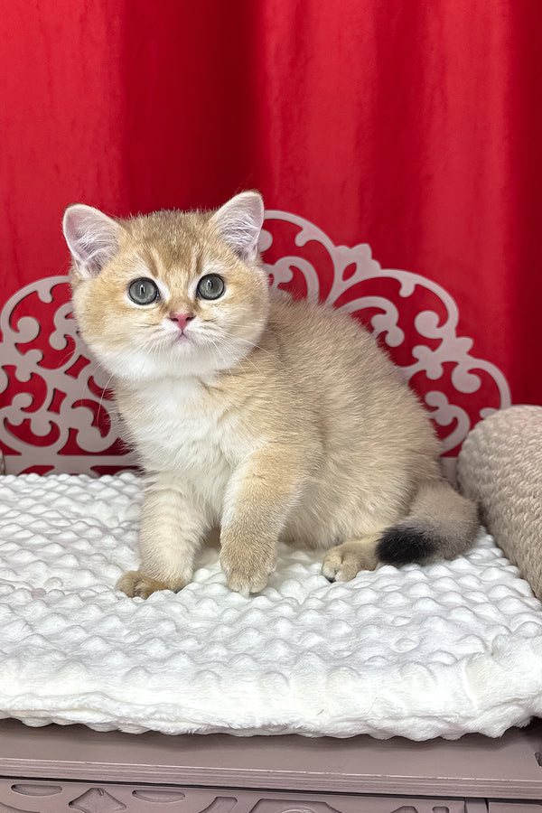 Kristian | British Shorthair Kitten