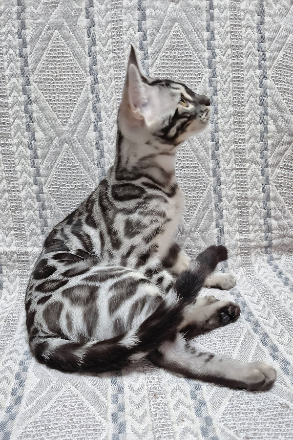 Krissy | Bengal Kitten