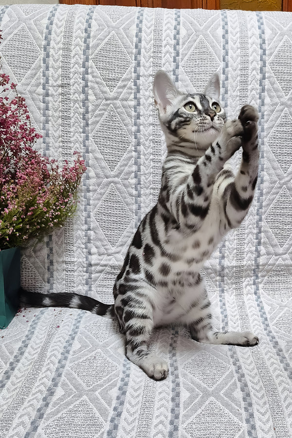 Krissy | Bengal Kitten