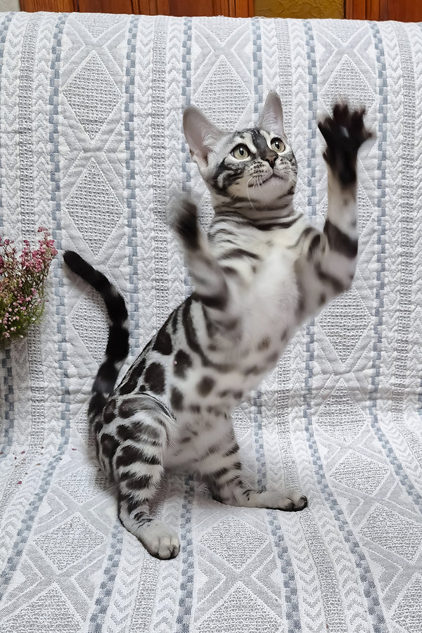 Krissy | Bengal Kitten