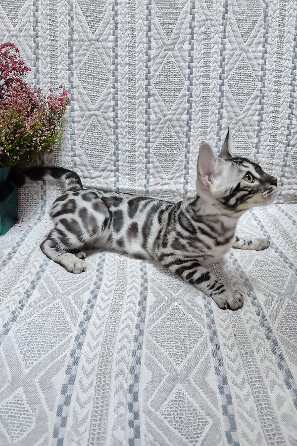 Krissy | Bengal Kitten
