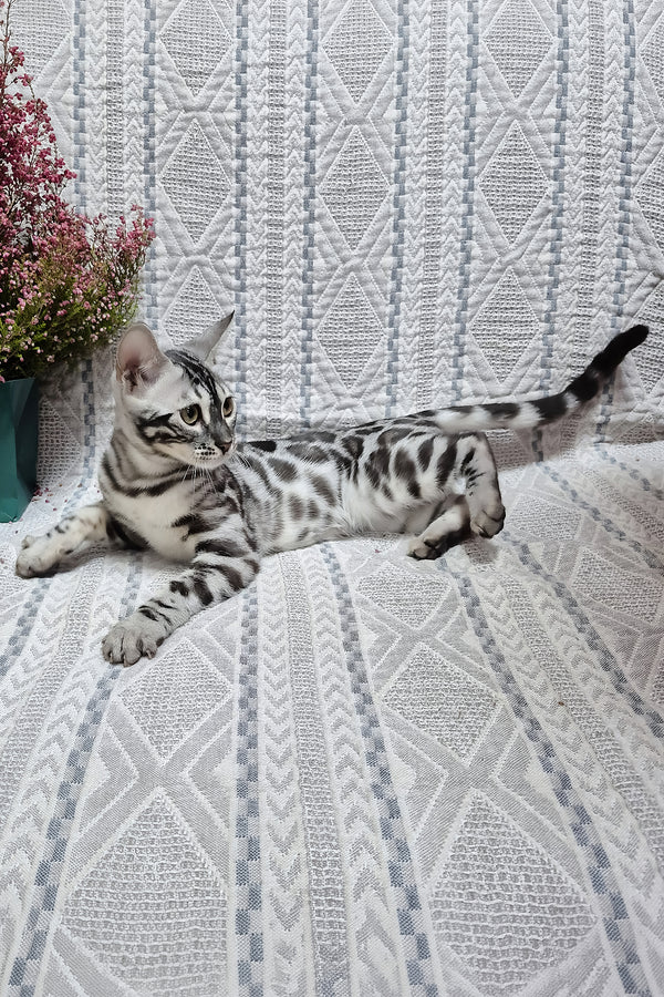 Krissy | Bengal Kitten