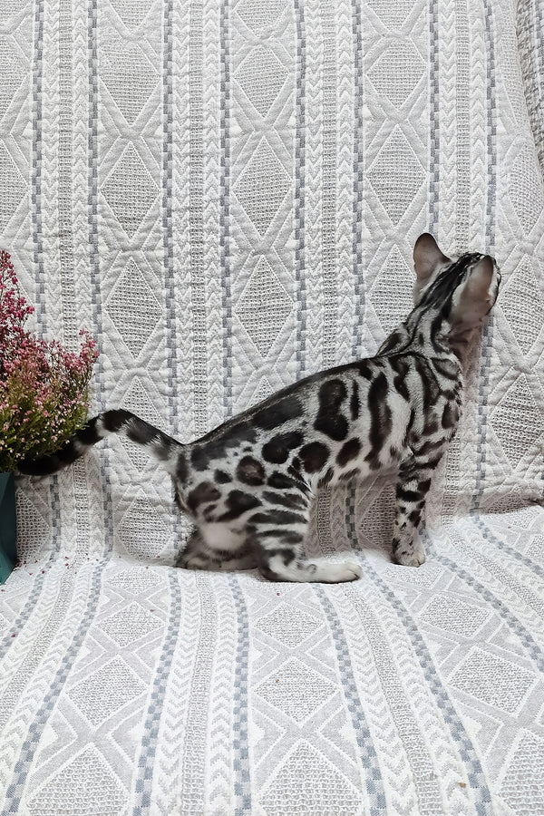 Krissy | Bengal Kitten