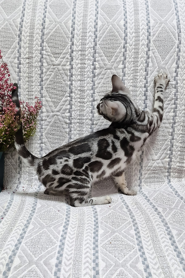 Krissy | Bengal Kitten