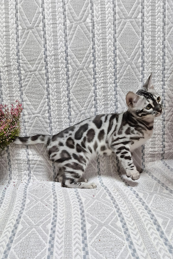 Krissy | Bengal Kitten