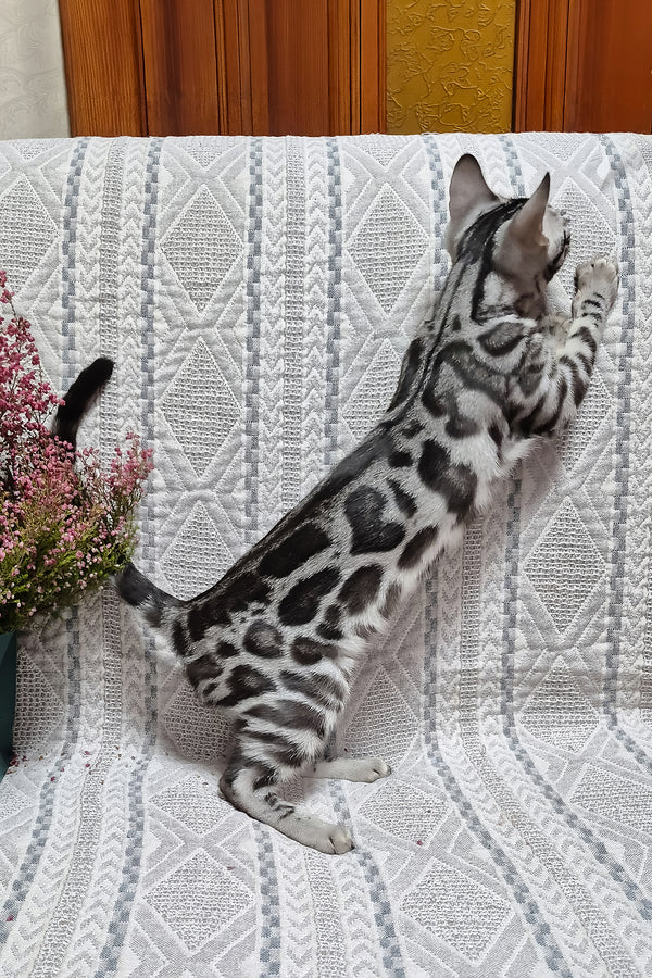 Krissy | Bengal Kitten