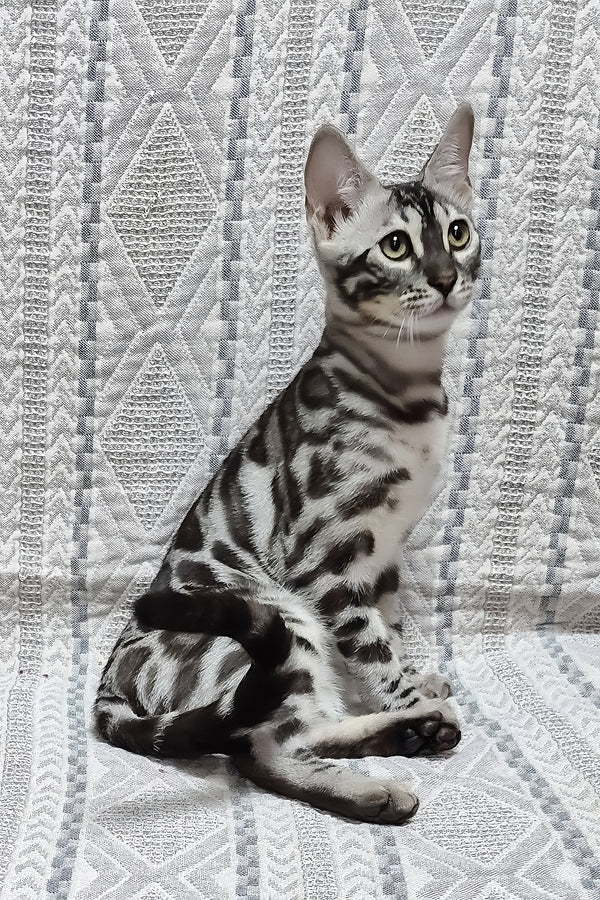 Krissy | Bengal Kitten