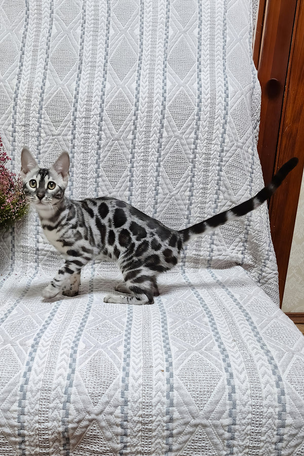 Krissy | Bengal Kitten
