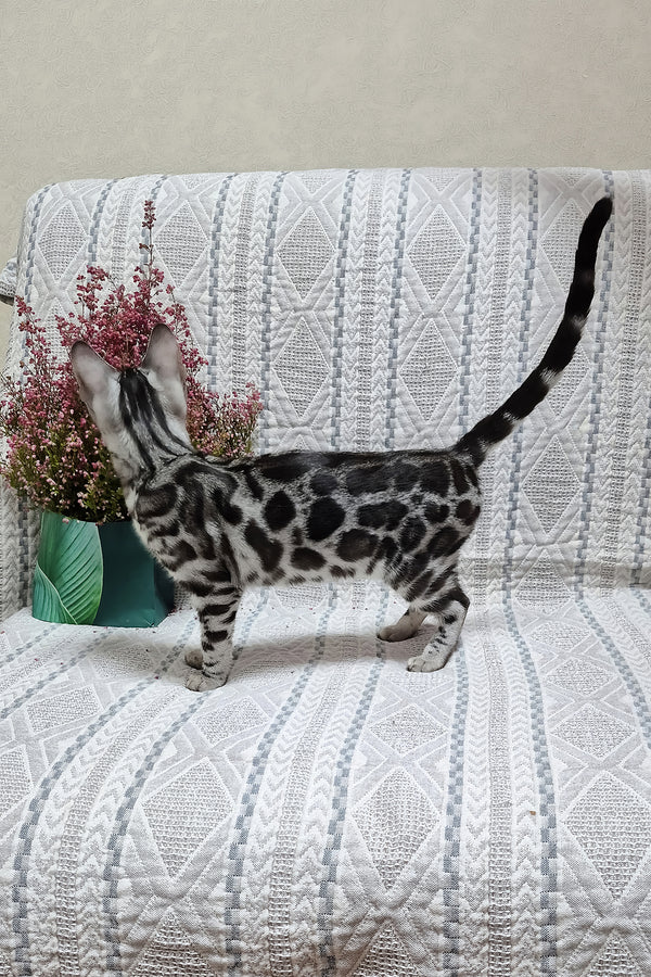 Krissy | Bengal Kitten