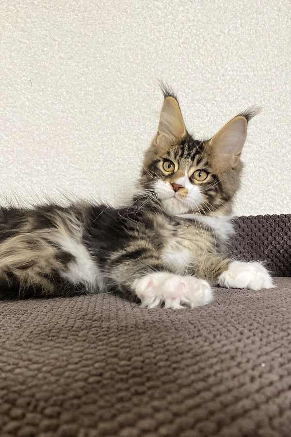 Kiventin | Maine Coon Kitten