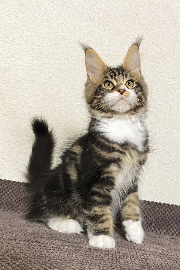 Kiventin | Maine Coon Kitten