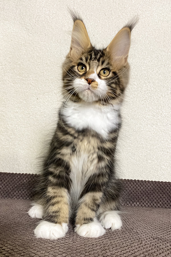 Kiventin | Maine Coon Kitten