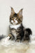 Kiventin | Maine Coon Kitten