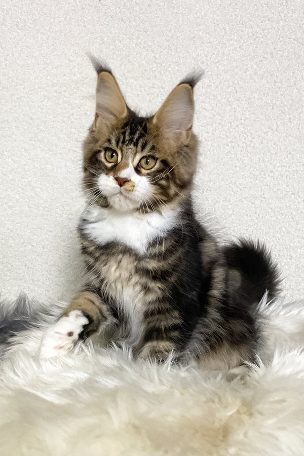 Kiventin | Maine Coon Kitten