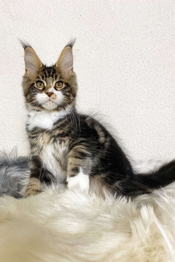 Kiventin | Maine Coon Kitten