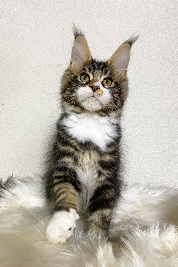 Kiventin | Maine Coon Kitten
