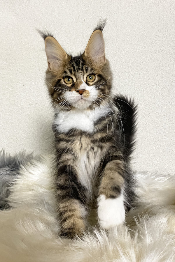 Kiventin | Maine Coon Kitten