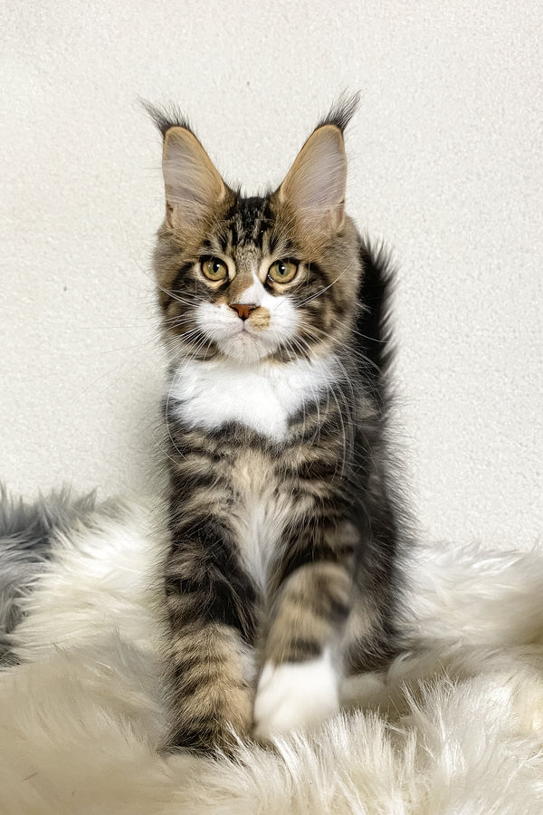 Kiventin | Maine Coon Kitten