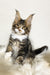 Kiventin | Maine Coon Kitten