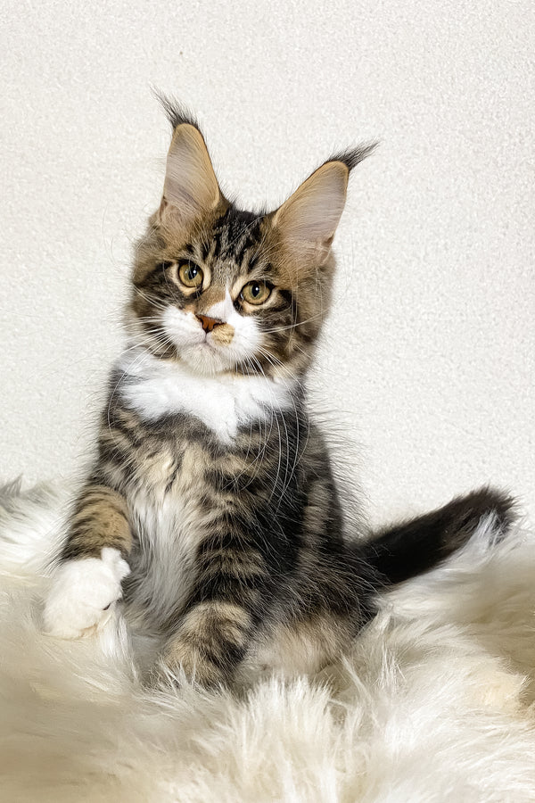 Kiventin | Maine Coon Kitten
