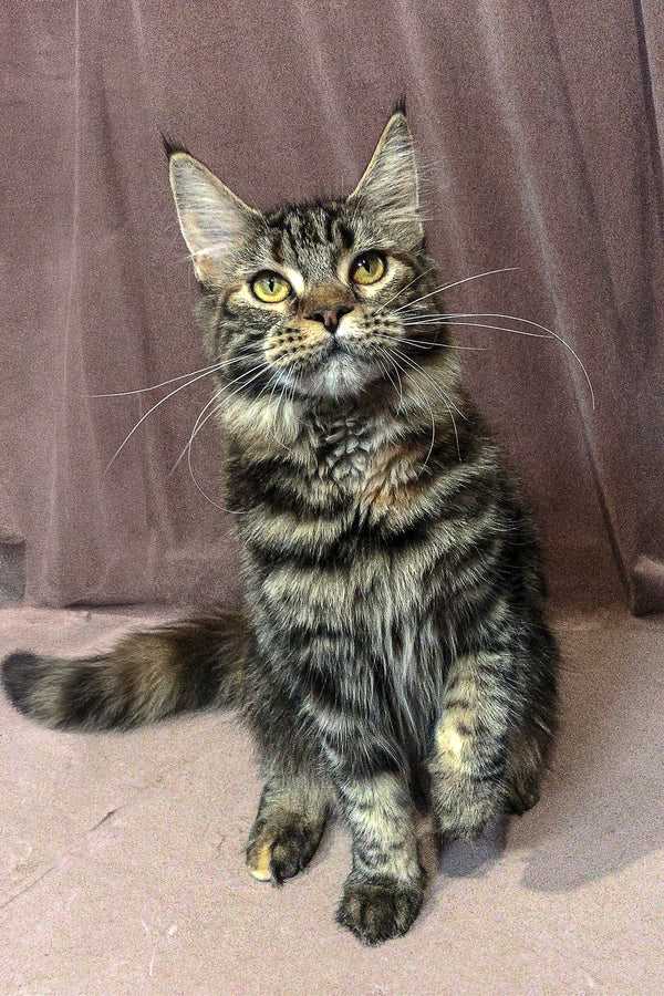 Lacoste | Maine Coon Kitten