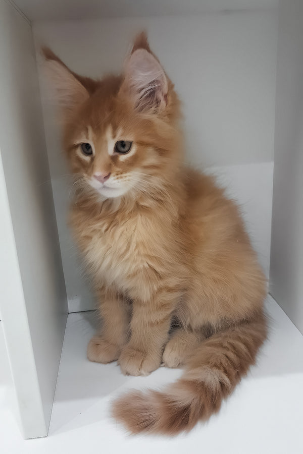 Larry | Maine Coon Kitten
