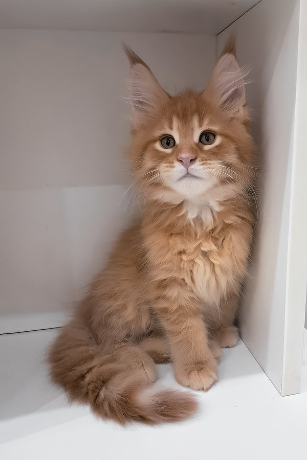 Larry | Maine Coon Kitten