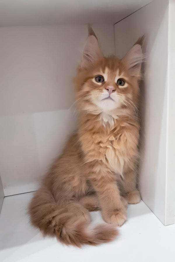 Larry | Maine Coon Kitten