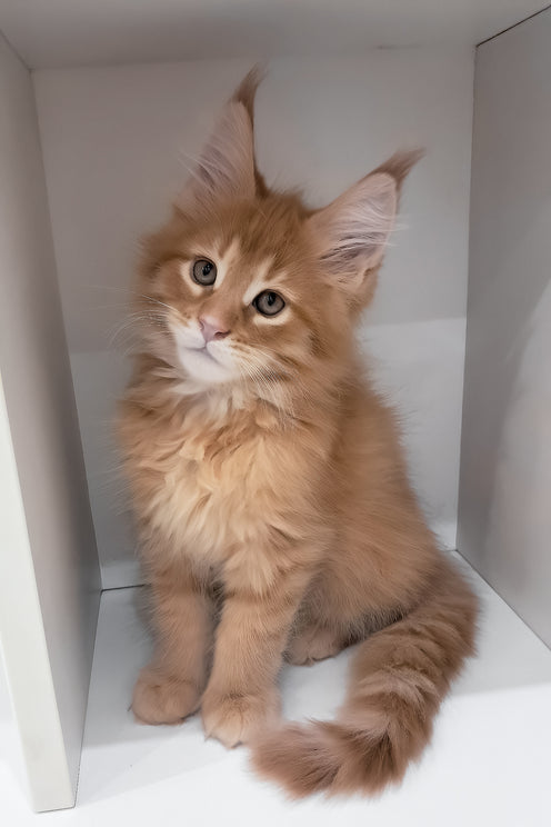 Larry | Maine Coon Kitten