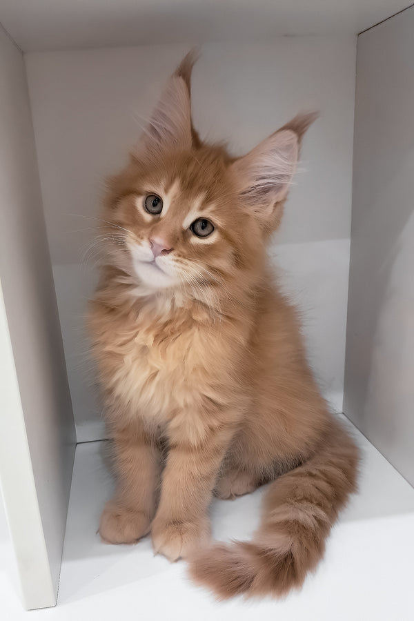 Larry | Maine Coon Kitten