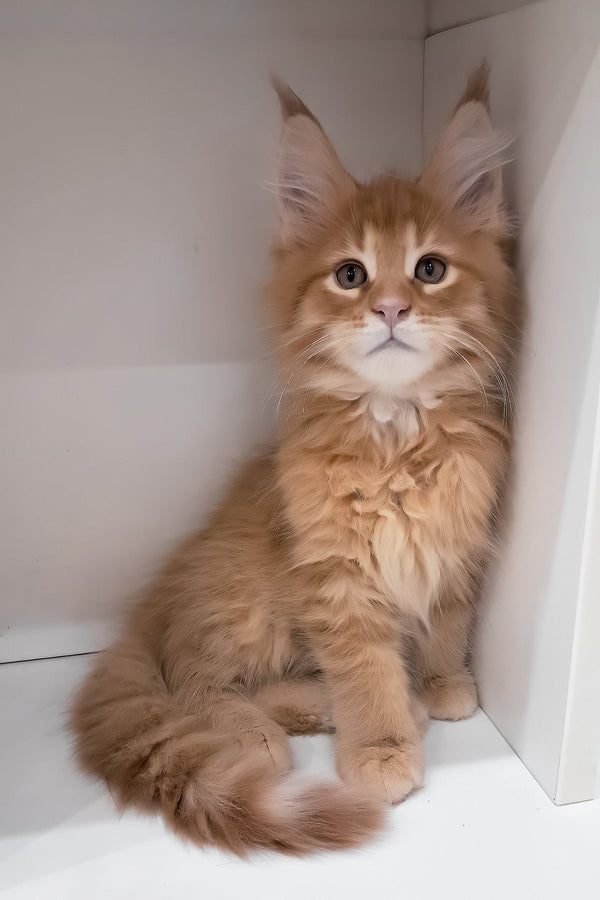 Larry | Maine Coon Kitten