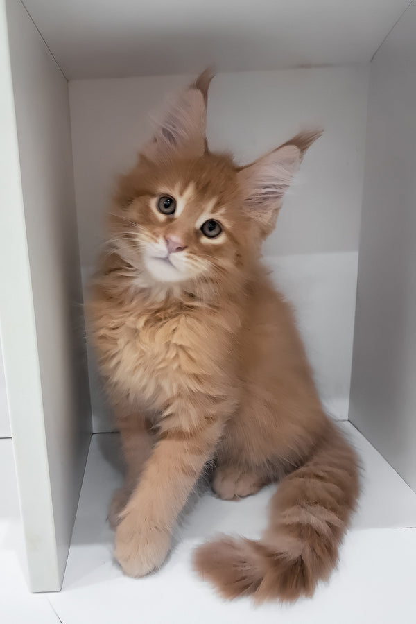 Larry | Maine Coon Kitten