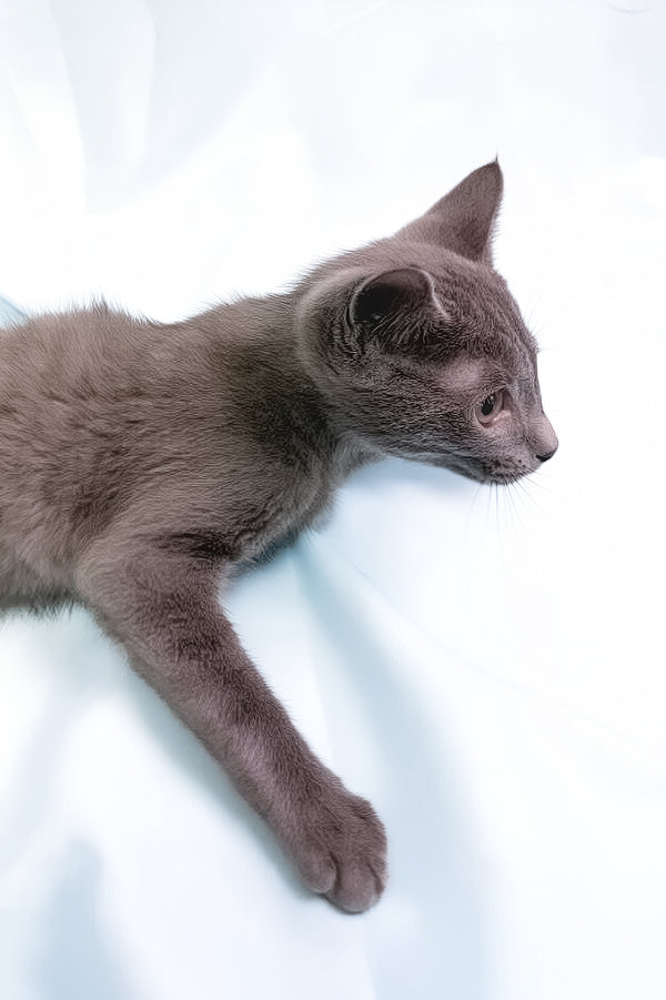 Larry | Russian Blue Kitten