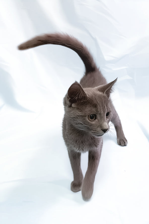 Larry | Russian Blue Kitten