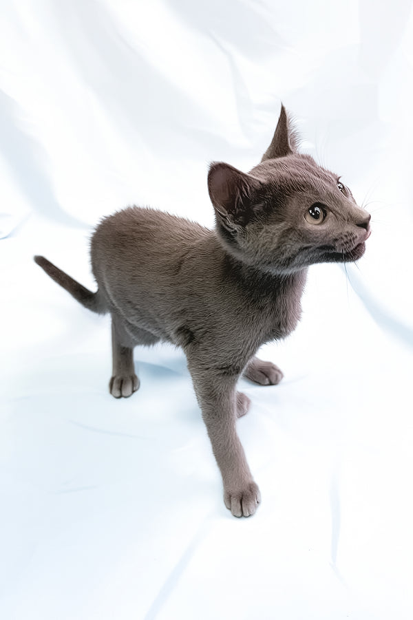 Larry | Russian Blue Kitten