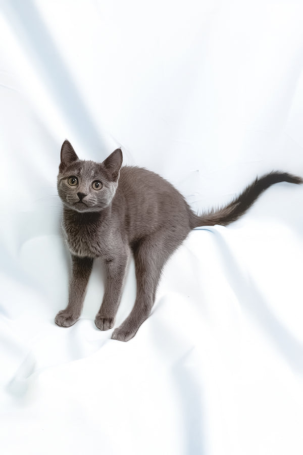 Larry | Russian Blue Kitten