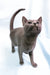 Larry | Russian Blue Kitten