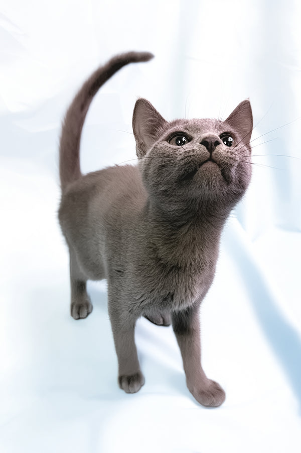 Russian Blue Cat Blue Burmese Kitten Blue Burmese Queen Print With