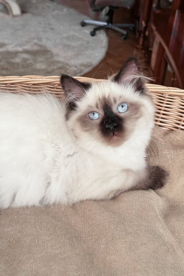 Laura | Siberian Kitten