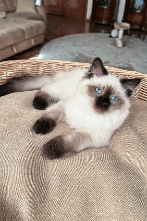 Laura | Siberian Kitten