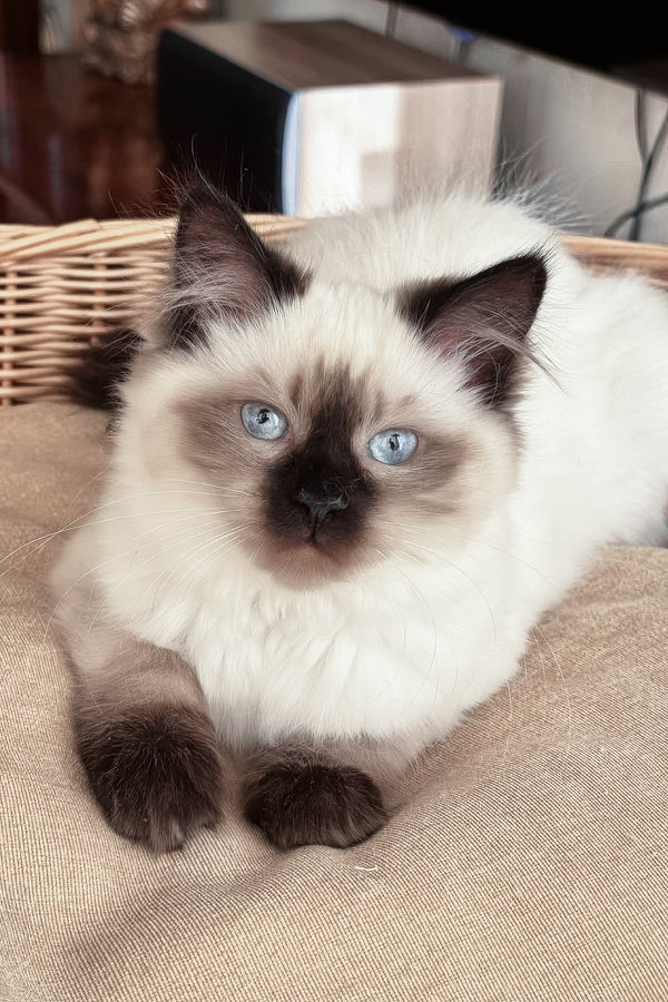 Laura | Siberian Kitten