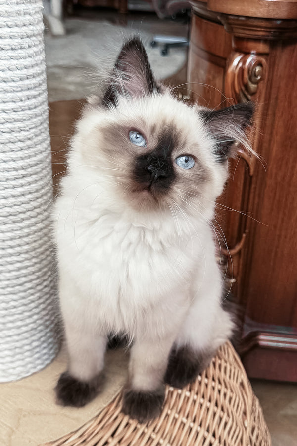 Laura | Siberian Kitten