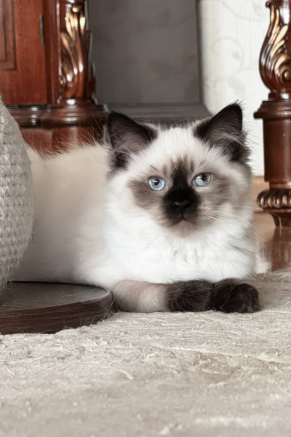 Laura | Siberian Kitten