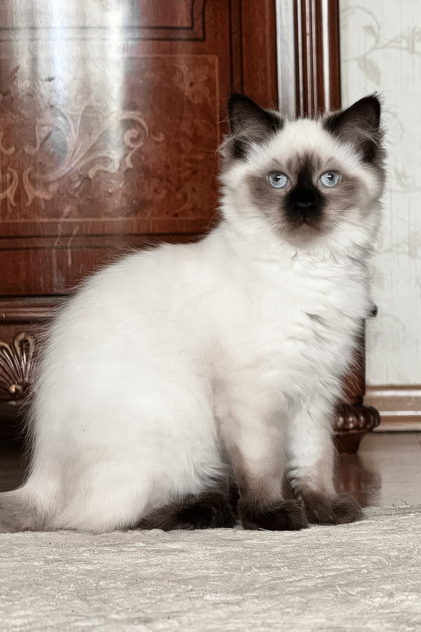 Laura | Siberian Kitten