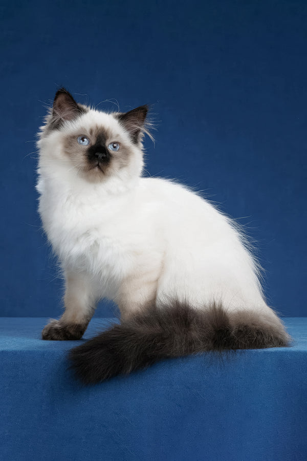 Laura | Siberian Kitten