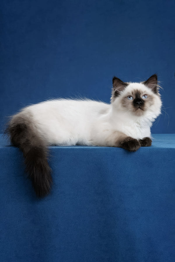 Laura | Siberian Kitten